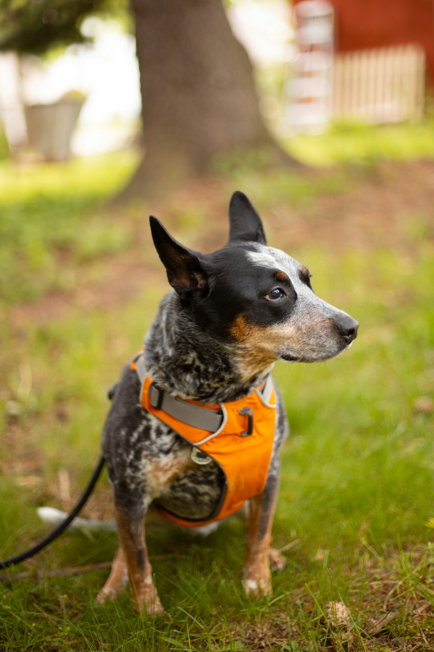 Essential Dog Safety Equipment for Every Pet Owner