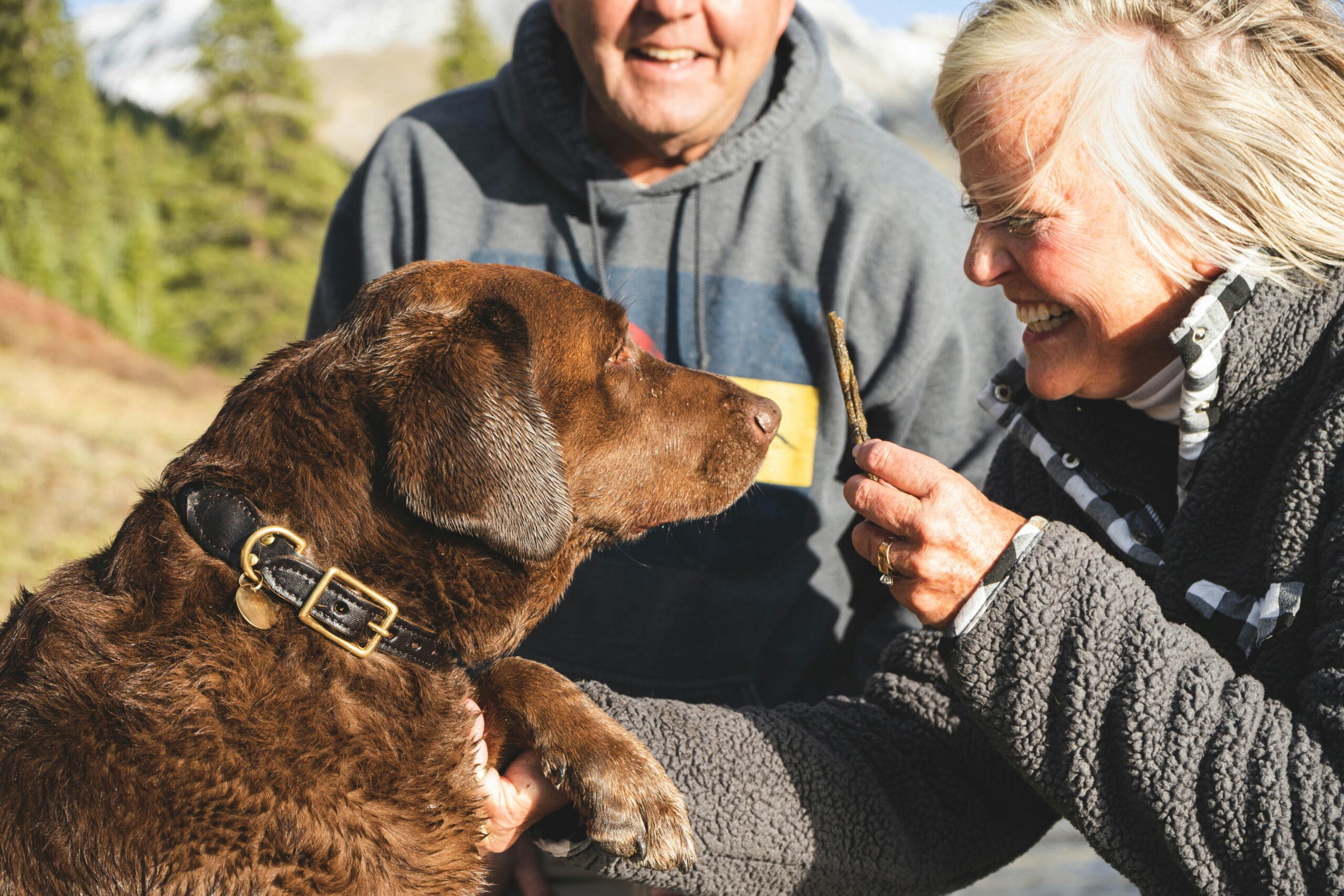 The Best Dog Treat for Effective Training