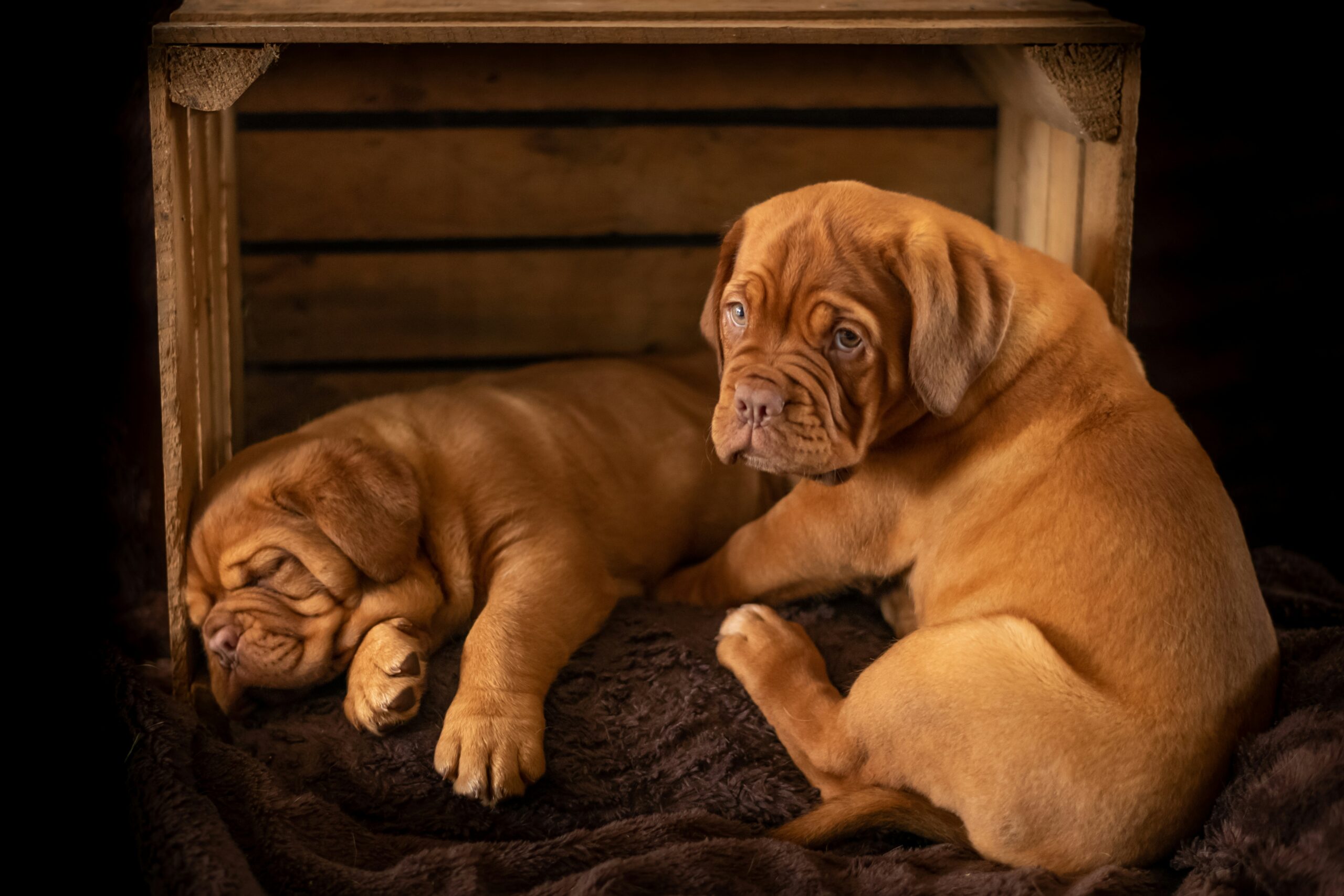 Top Picks for Dog Crates, Gates, and Play Pens